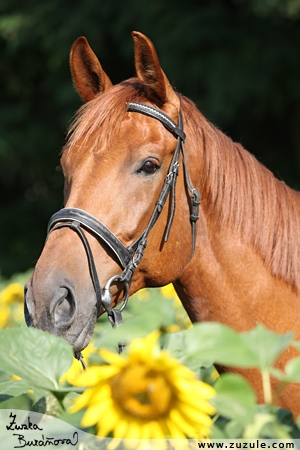 staj_ufonek24325
